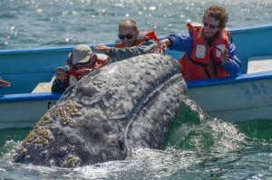 incontrare le balene grigie in baja california